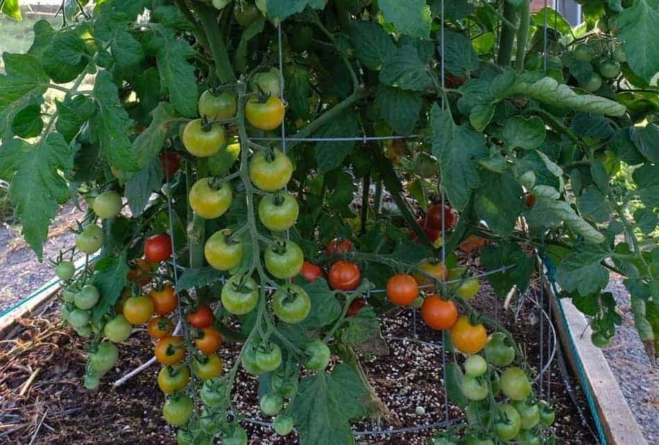 Types of tomatoes