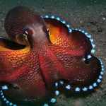 how many hearts does an octopus have