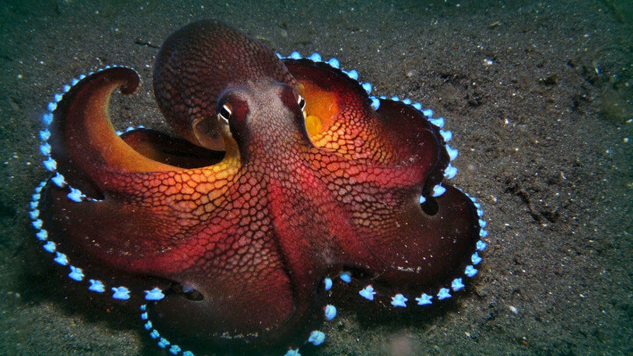 how many hearts does an octopus have